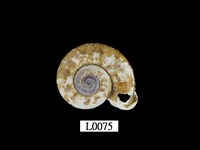 藏品(扁山蝸牛)的圖片